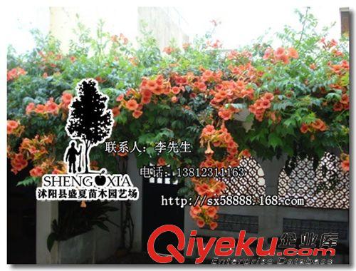 直銷園林別墅綠化植物 凌霄名貴大苗 庭院爬藤凌霄花5-10公分原始圖片2