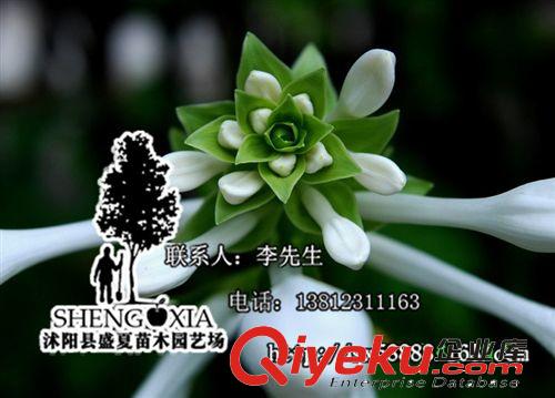 直銷(xiāo)玉簪花玉簪花苗  玉簪苗盆栽植物*白玉簪*白色玉簪原始圖片2