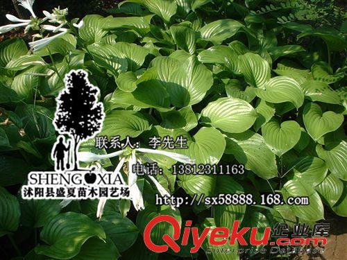 直銷(xiāo)玉簪花玉簪花苗  玉簪苗盆栽植物*白玉簪*白色玉簪原始圖片3