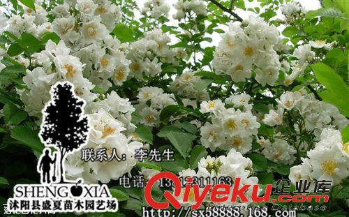 直销批发爬藤植物 蔷薇 蔷薇花 无刺蔷薇 爬墙蔷薇 可嫁接玫瑰