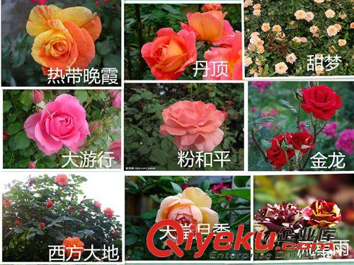 出售绿化花卉 盆栽藤本月季苗 树形月季 庭院花木 花卉盆栽