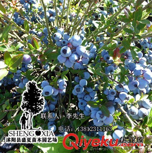 直销蓝莓 盆栽兔眼蓝莓 南方蓝莓果树苗 营养钵发货 蓝莓苗