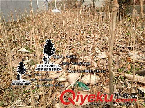大量批發(fā) 綠化銀杏苗  銀杏樹(shù)苗 白果苗木花卉種苗銀杏苗木原始圖片3