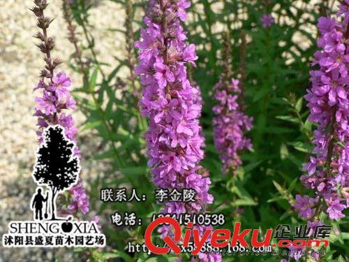 直銷水生花卉 千屈菜水枝柳、水柳、對(duì)葉蓮千屈菜科千屈菜苗