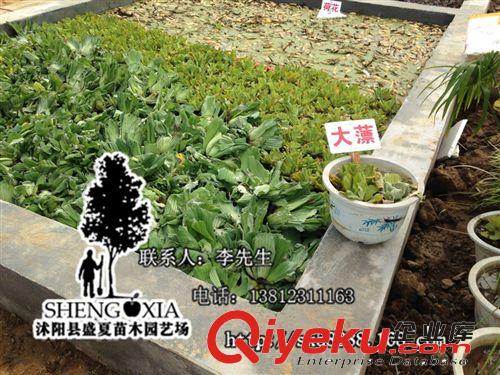 水生花卉 水养植物  大薸 浮萍 水萍庭院小池可净化水体水植物