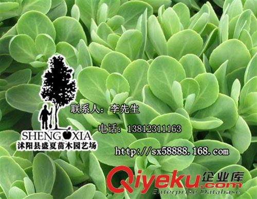 基地直銷 地面綠化植物八寶景天 盆栽地栽 庭院花卉綠色植物花卉原始圖片2