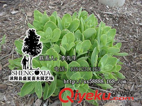 基地直銷 地面綠化植物八寶景天 盆栽地栽 庭院花卉綠色植物花卉原始圖片3