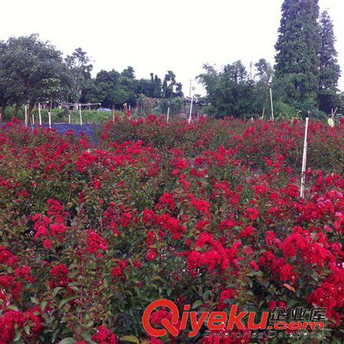 【蘇湘花卉】批發(fā)基地供應喬木類紅火箭 規(guī)格齊全 量大優(yōu)惠