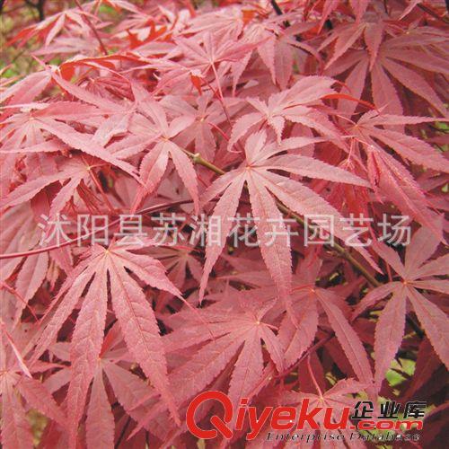 【蘇湘花卉】供應各種工程綠化苗木 大量批發(fā) 優(yōu)質(zhì) 紅楓