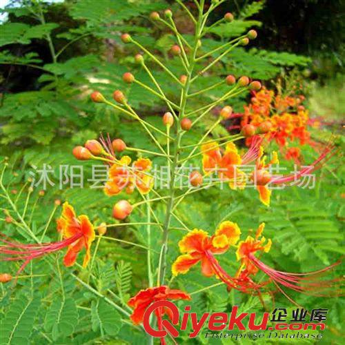 【蘇湘花卉】供應(yīng)各種苗木花卉 大量批發(fā) 優(yōu)質(zhì) 東北紅豆杉