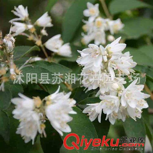 【蘇湘花卉】批發(fā)供應(yīng)溲疏 珠高30-6cm  工程綠化苗木 規(guī)格齊全