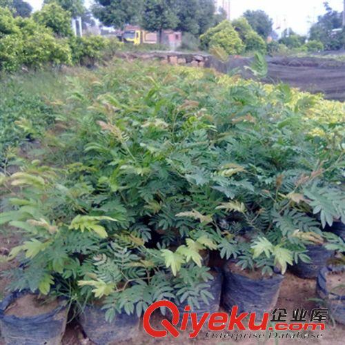 【蘇湘花卉】苗木基地供應(yīng)紅絨球灌木類 工程綠化苗木 量大優(yōu)惠