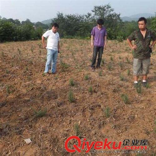 【蘇湘花卉】基地供應迷迭香小苗 小區公園綠化 工程綠化苗木