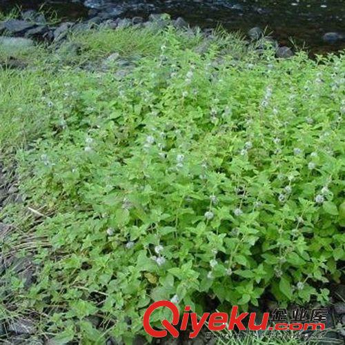 【蘇湘花卉】薄荷小苗 疏風散熱 增進食欲 幫助消化 各種規格