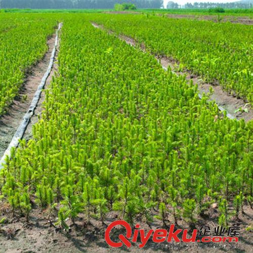 【蘇湘花卉】基地供應云杉小苗 工程綠化苗木 各種規格 量大優惠