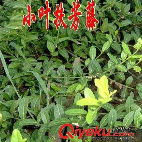 【蘇湘花卉】基地供應(yīng)小葉胡芳藤小苗 工程綠化苗木 各種規(guī)格