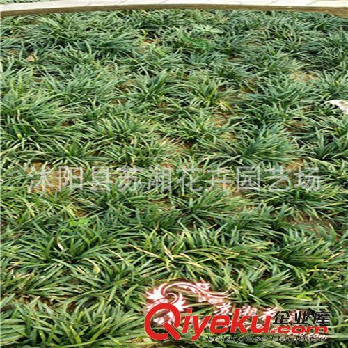 常年供應(yīng)花卉種子--茶樹種子