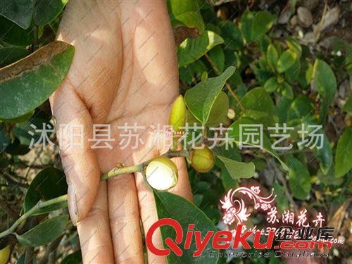含笑，含笑花苗，盛開的含笑花，白蘭花.白緬花原始圖片3