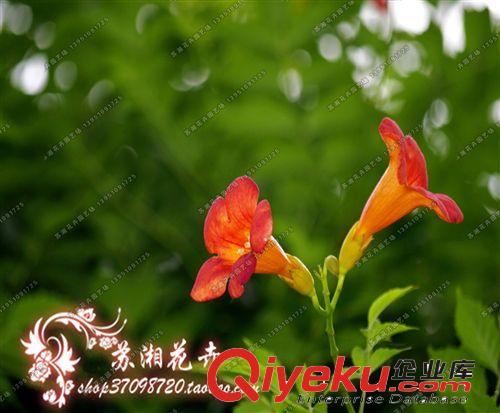 紫藤花，紫藤花苗，爬藤的紫藤花-藤蘿、朱藤