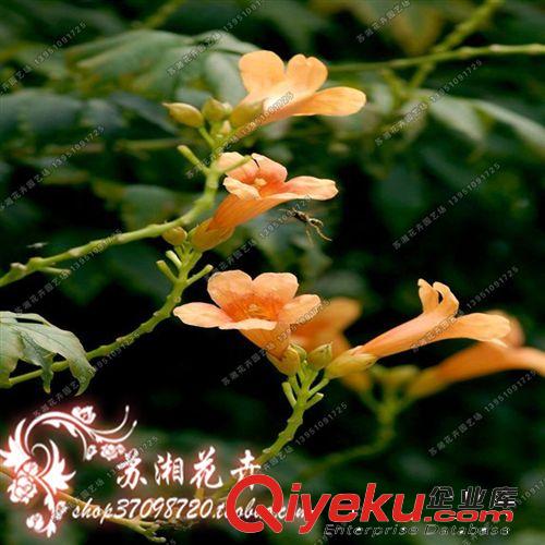 蘇湘花卉 武葳花、陵時化、中國凌霄、大花凌霄原始圖片2