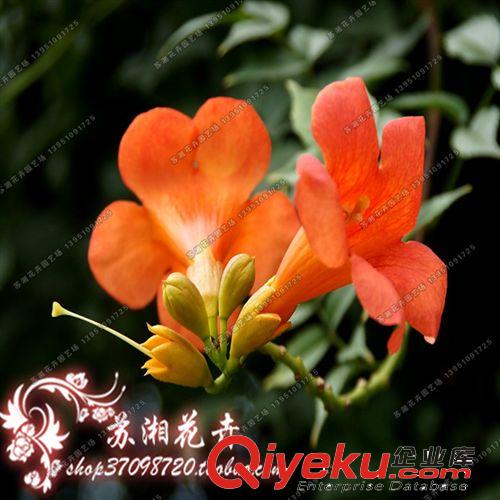 蘇湘花卉 武葳花、陵時化、中國凌霄、大花凌霄原始圖片3