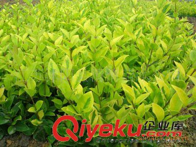 凌霄亦名凌霄花，別名紫葳、大花凌霄原始圖片3