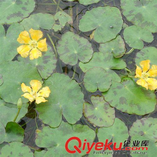 【蘇湘花卉】供應荇菜水生植物 凈化水質(zhì) 水體綠化 量大優(yōu)惠