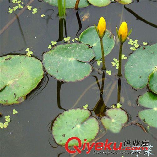 【蘇湘花卉】供應荇菜水生植物 凈化水質(zhì) 水體綠化 量大優(yōu)惠