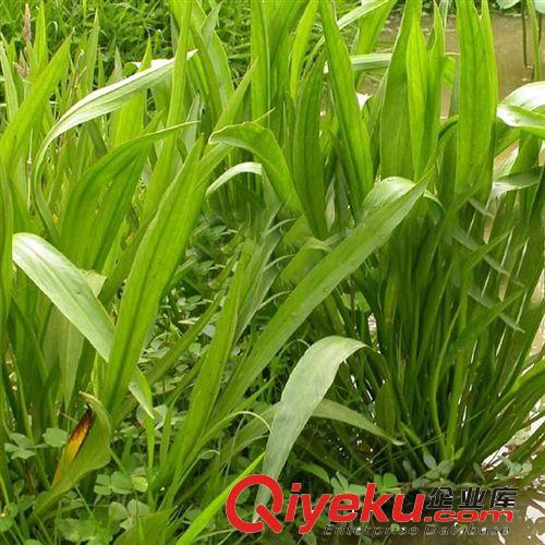 【蘇湘花卉】供應澤瀉水生植物 凈化水質 水體植物 各種規格原始圖片2