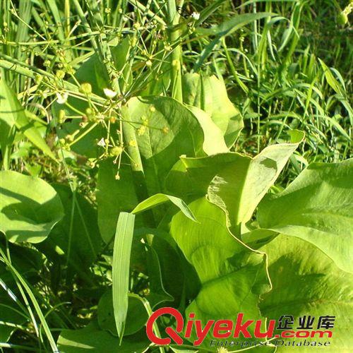 【蘇湘花卉】供應澤瀉水生植物 凈化水質 水體植物 各種規格原始圖片3