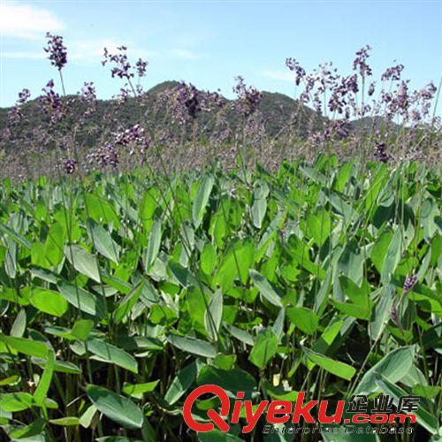 【蘇湘花卉】供應再力花水生植物 優質水生 水體綠化 能越冬