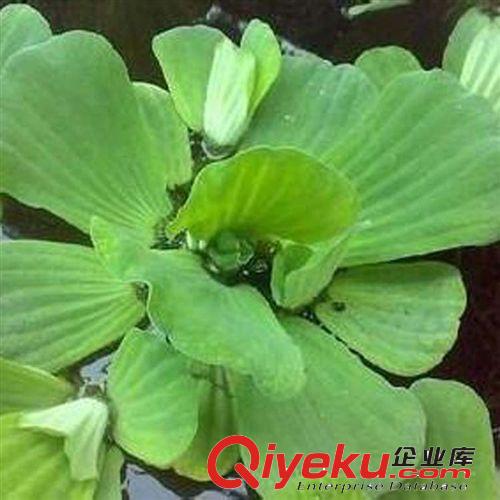 【蘇湘花卉】供應水生綠化芙蓉 水里植物 清潔河流 盆栽花卉