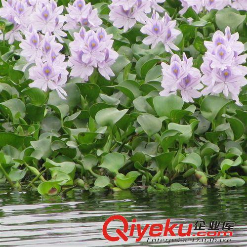 【蘇湘花卉】供應(yīng)水葫蘆水生植物觀花 各種規(guī)格 量大優(yōu)惠