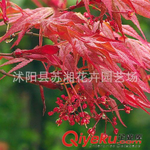 蘇湘花卉供應(yīng)紅楓.櫻花.玉蘭.銀杏(圖)