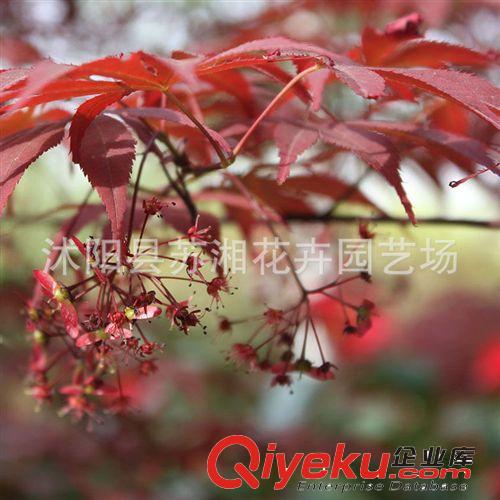 蘇湘花卉供應(yīng)紅楓.櫻花.玉蘭.銀杏(圖)