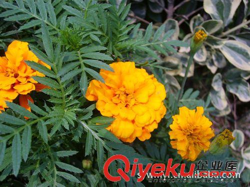 供應(yīng)孔雀草 一串紅 草花 盆花原始圖片2