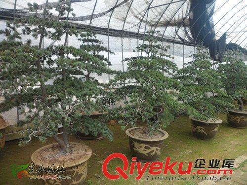 批发【树桩】【造行】【室内】【大厅】盆景植物