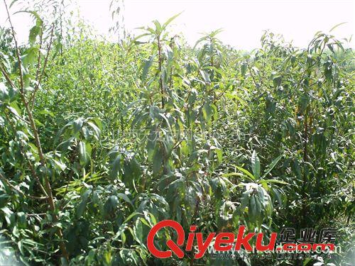 供應各種規(guī)格梨樹苗 樹形任選原始圖片3