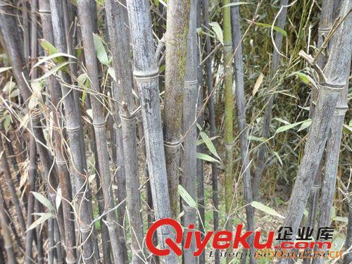 供應(yīng)園林綠化苗木紫竹原始圖片2