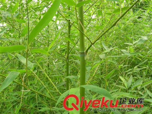 供應(yīng)園林綠化苗木剛竹原始圖片2
