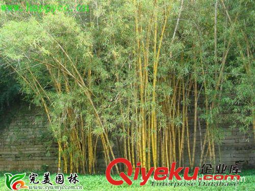 大量供應園林綠化苗木黃金竹
