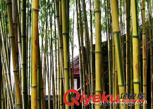 大量供應園林綠化苗木黃金竹原始圖片2
