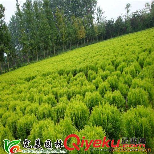 大量出售園林綠化苗木灑金柏