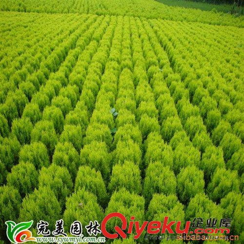 供應(yīng)銷(xiāo)售園林綠化苗木灑金柏 苗木整齊 樹(shù)形優(yōu)美原始圖片2