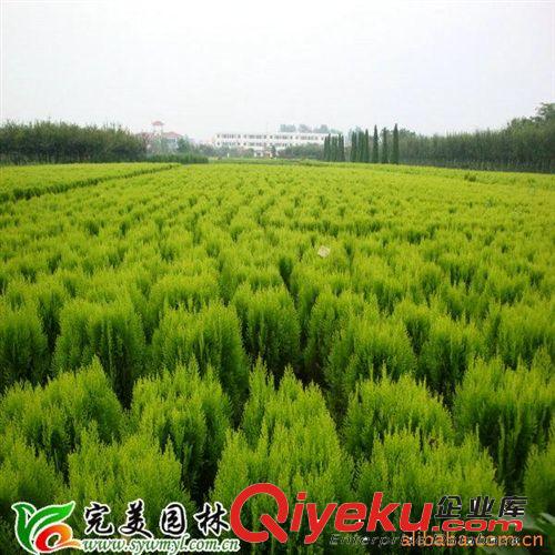供應(yīng)銷(xiāo)售園林綠化苗木灑金柏 苗木整齊 樹(shù)形優(yōu)美原始圖片3
