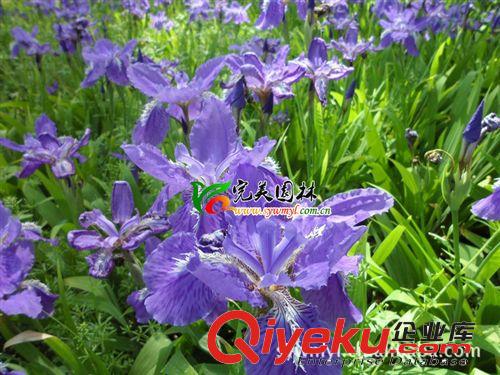 供應(yīng)園林綠化大花鳶尾苗 開藍(lán)花地被苗原始圖片2