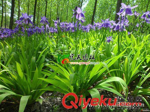 供應(yīng)園林綠化大花鳶尾苗 開藍(lán)花地被苗原始圖片3