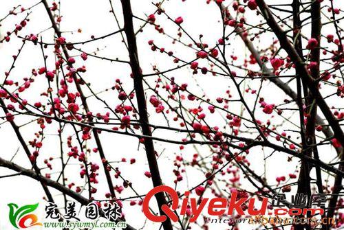 供應各種規格園林綠化苗木梅花