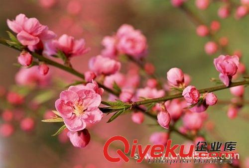 供應各種規格園林綠化苗木梅花原始圖片2