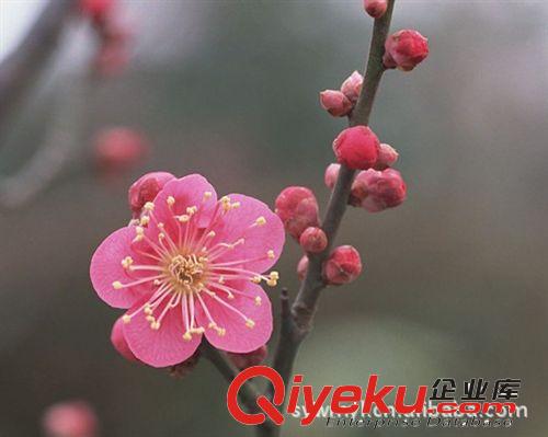 供應各種規格園林綠化苗木梅花原始圖片3